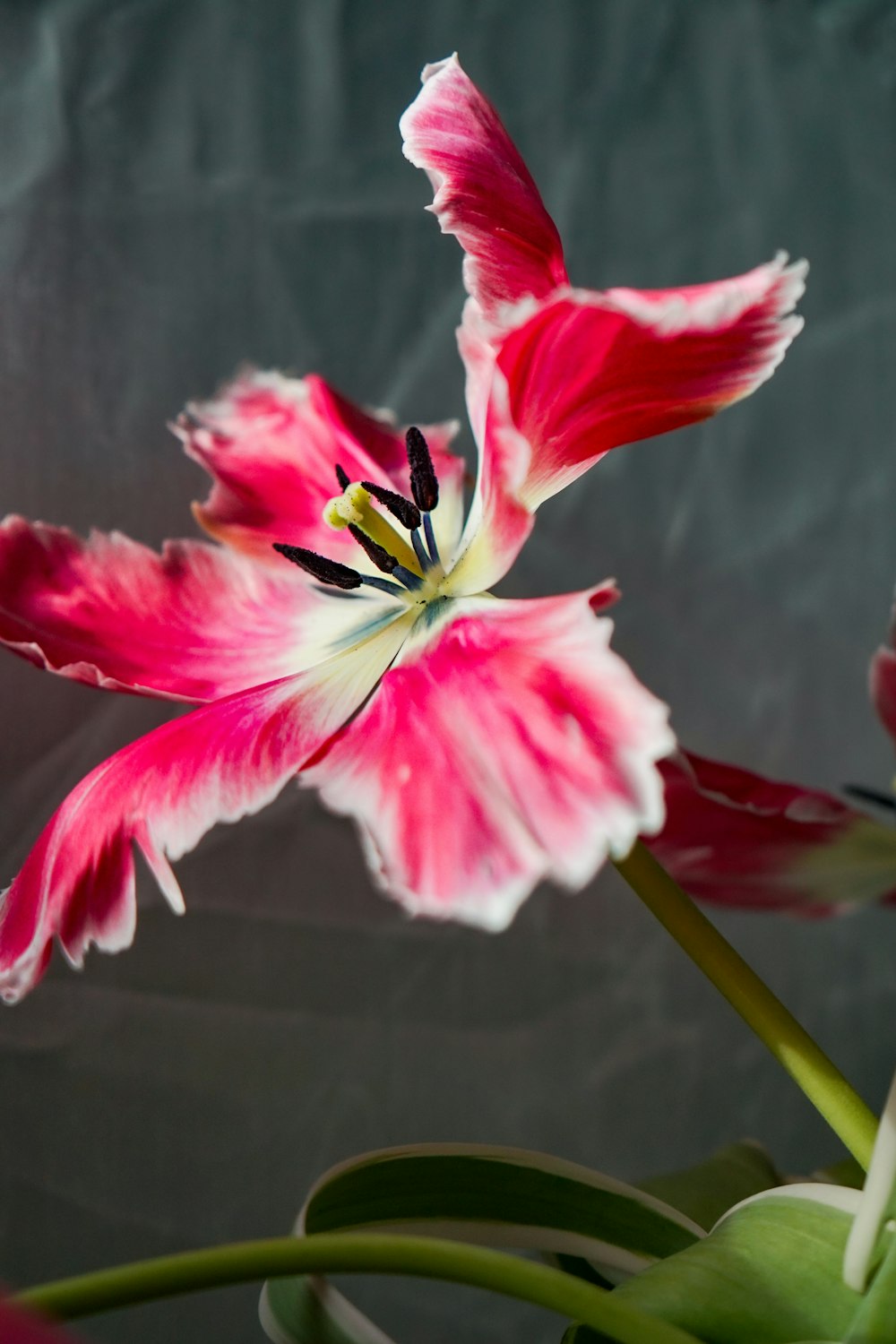 a pink and white flower in a vase