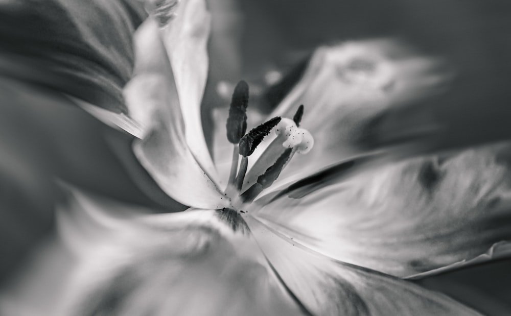 a black and white photo of a flower