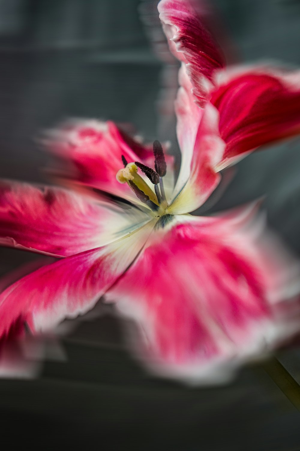 a close up of a flower with a blurry background