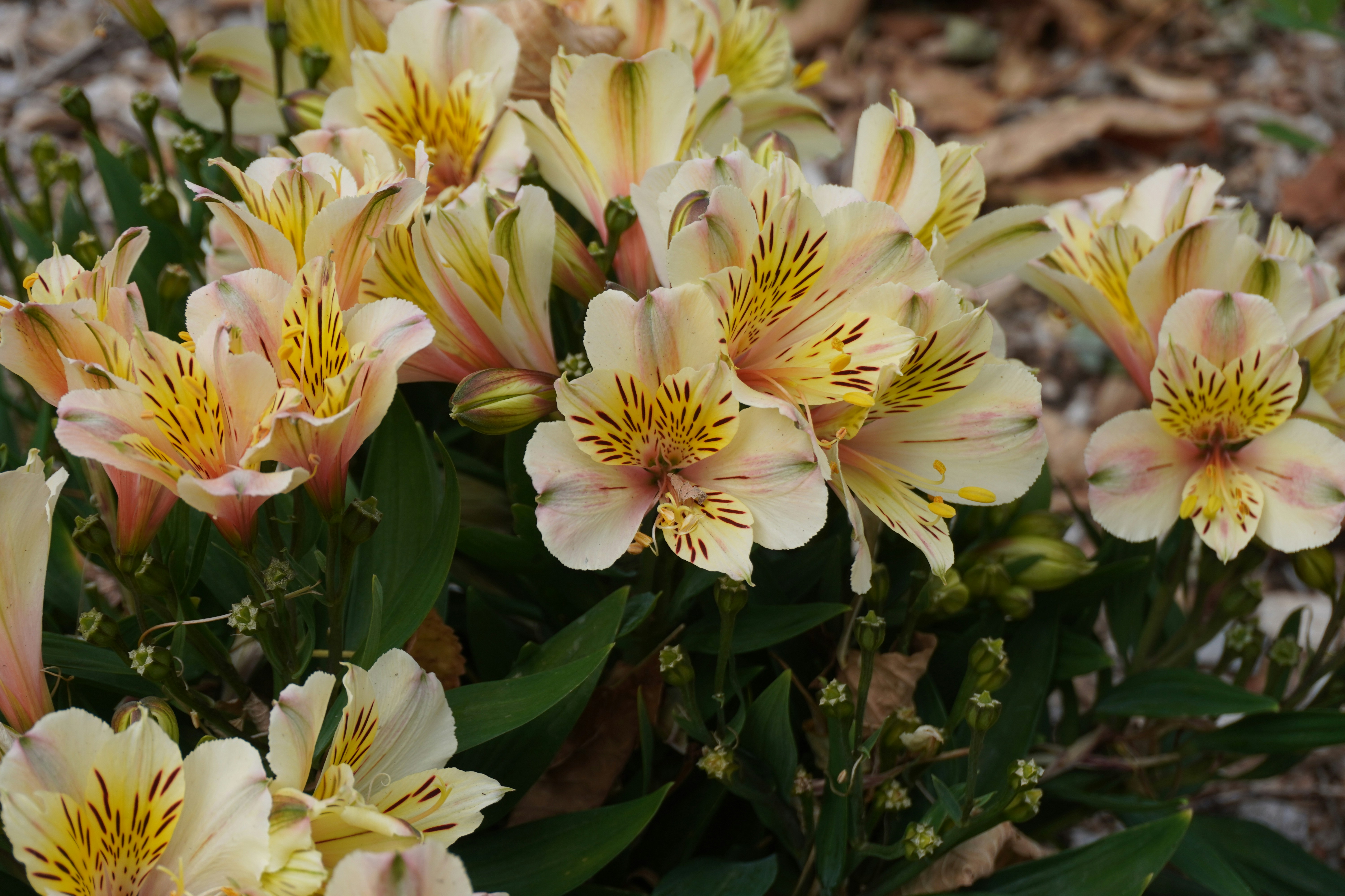 a bunch of flowers that are in the dirt