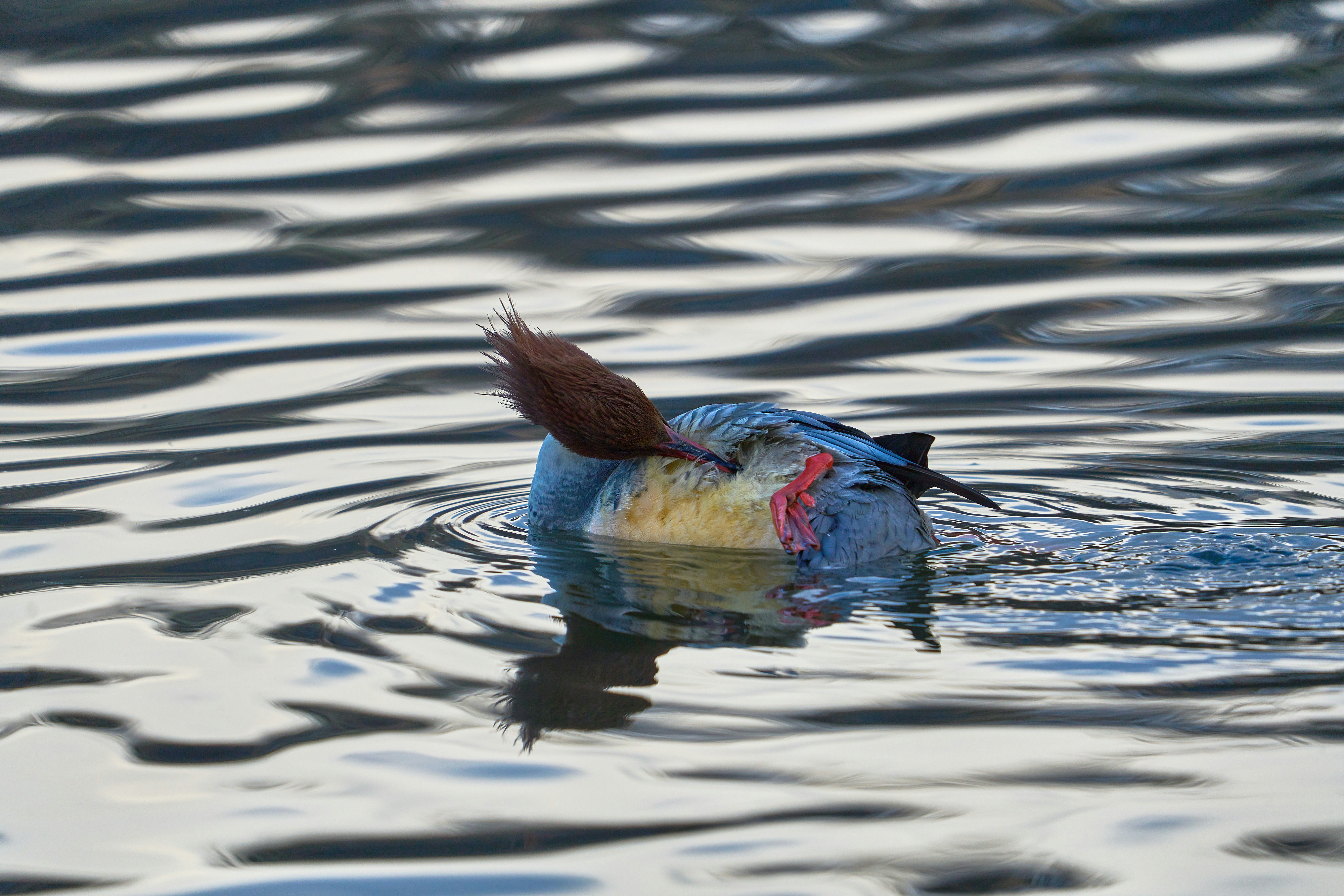 Photo by wolfgang_hasselmann