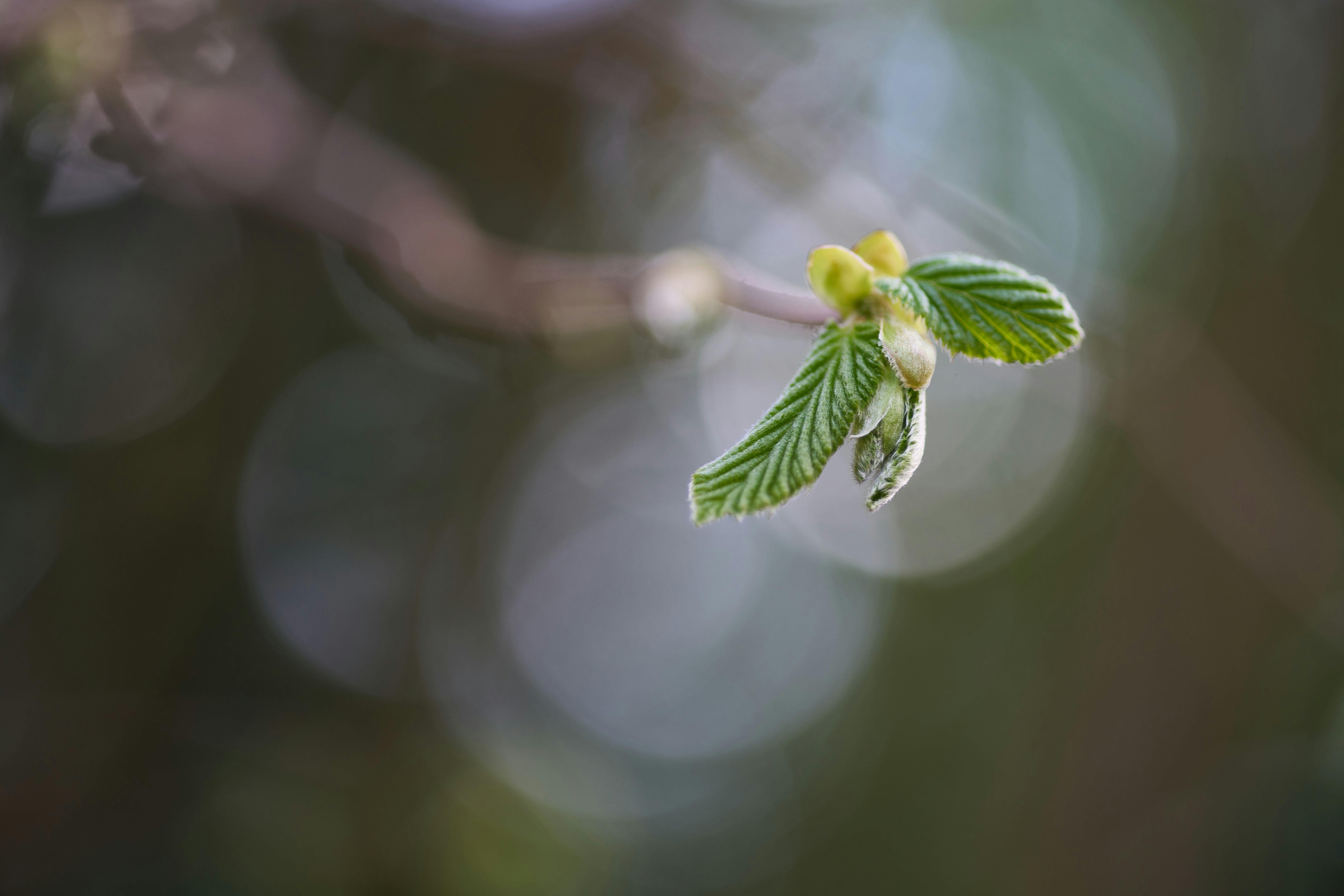 Photo by wolfgang_hasselmann