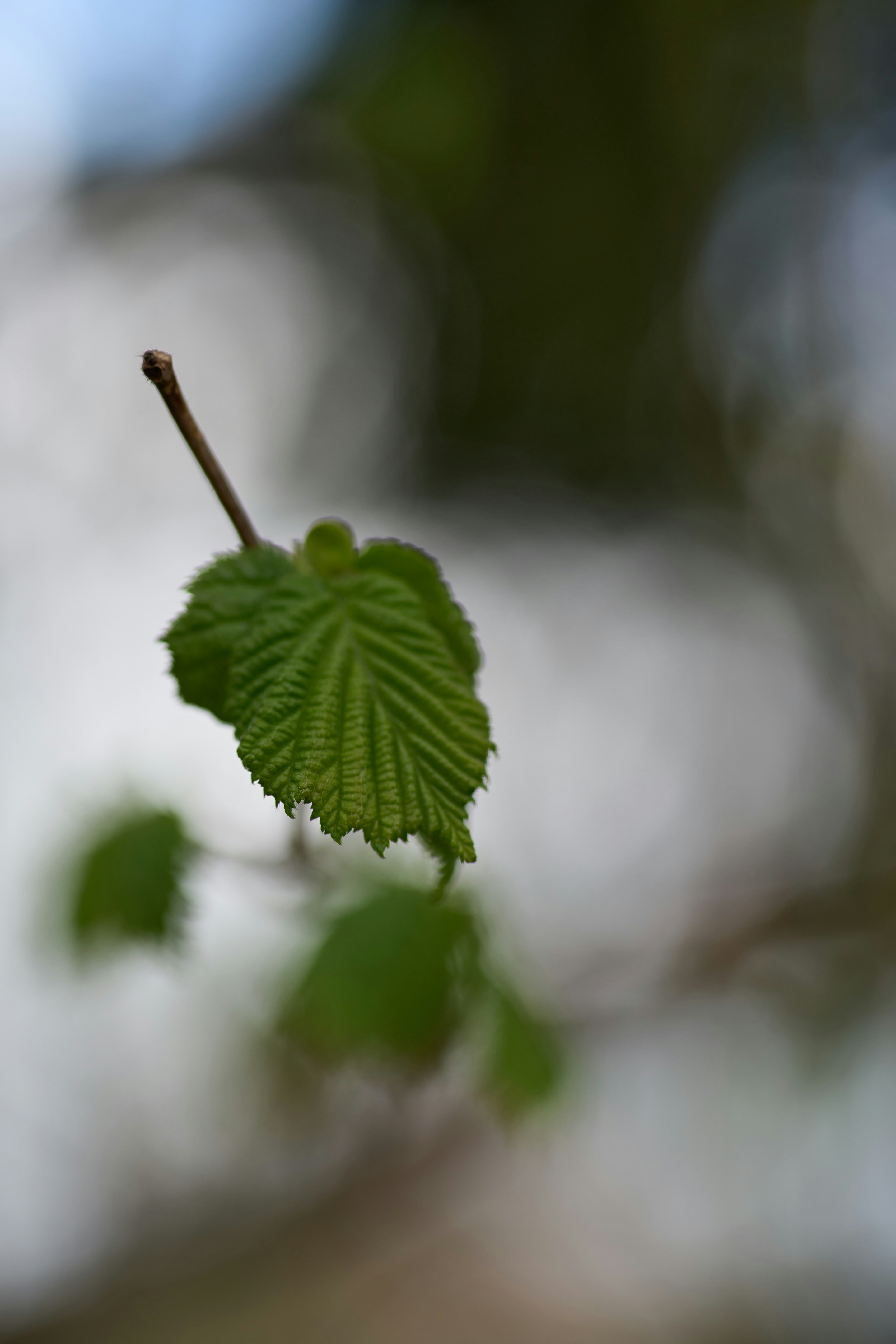 Photo by wolfgang_hasselmann