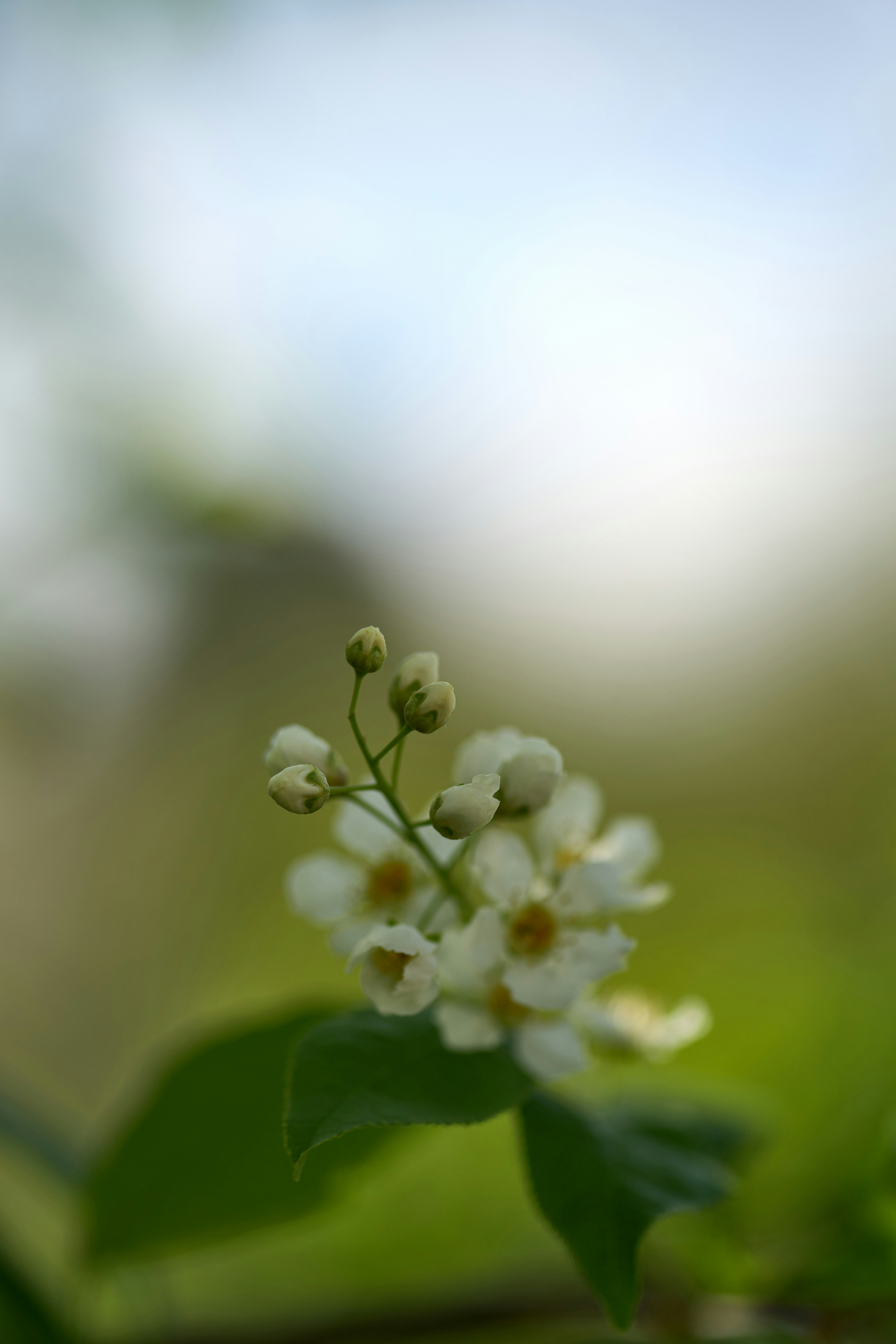 Photo by wolfgang_hasselmann