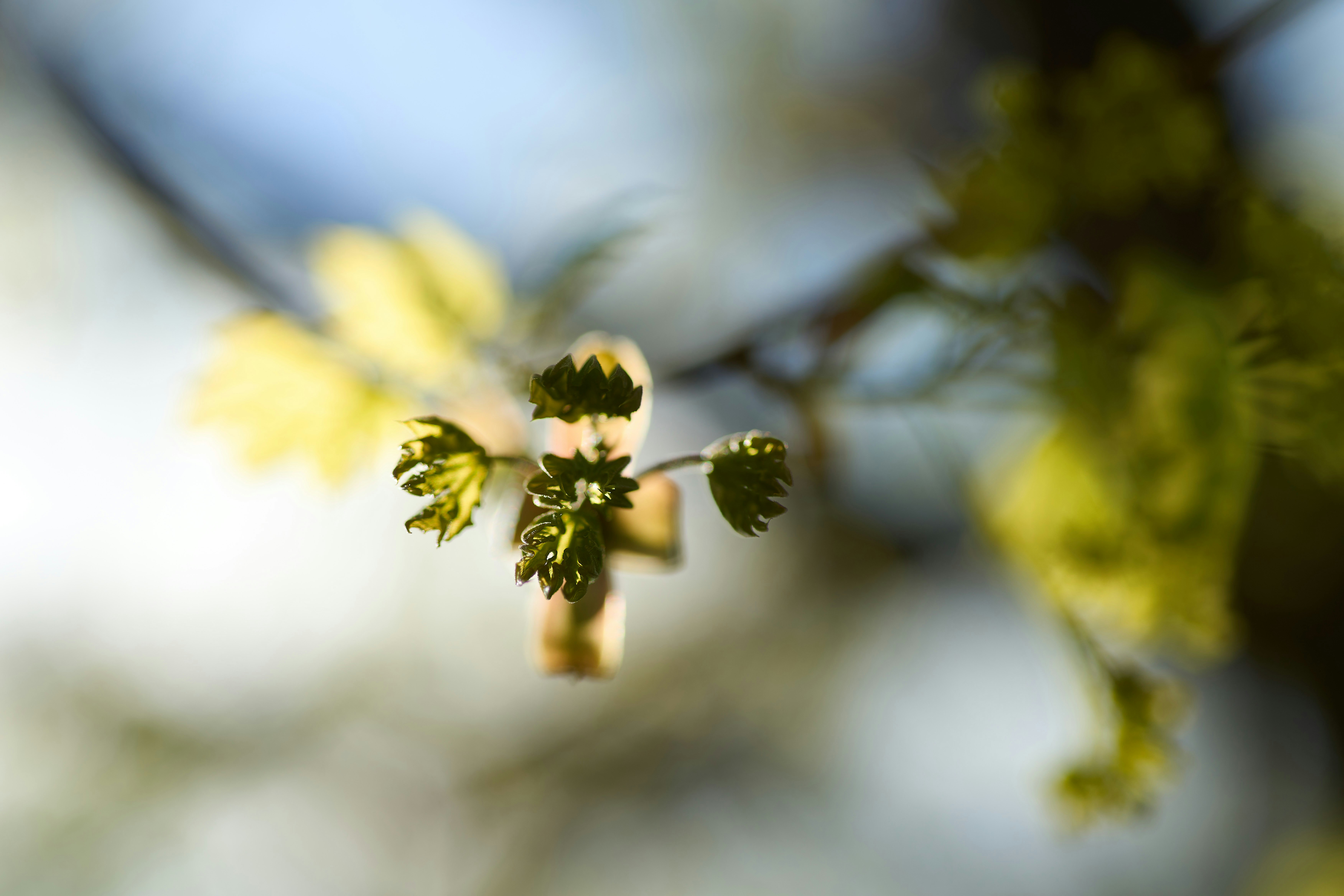 Photo by wolfgang_hasselmann