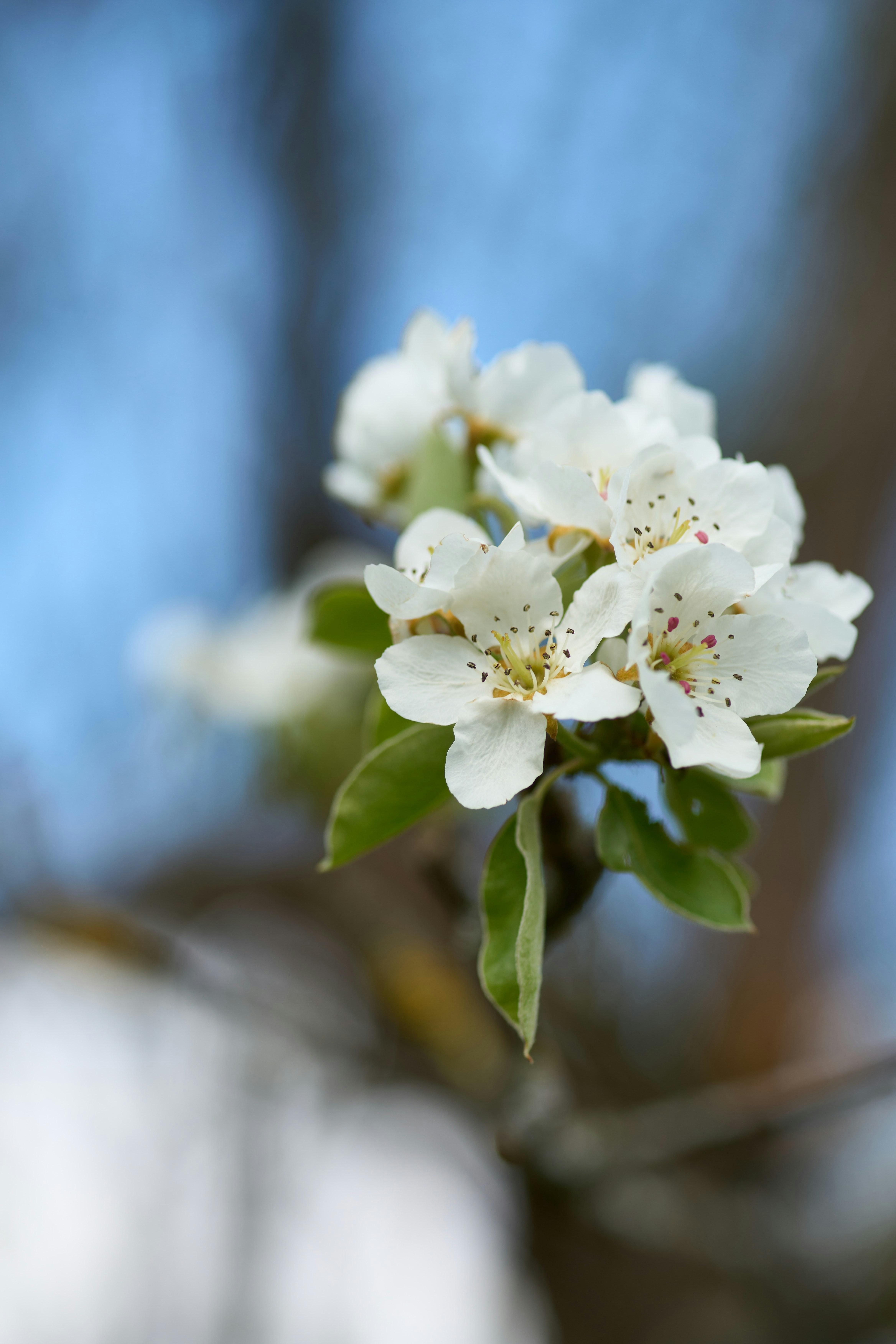 Photo by wolfgang_hasselmann