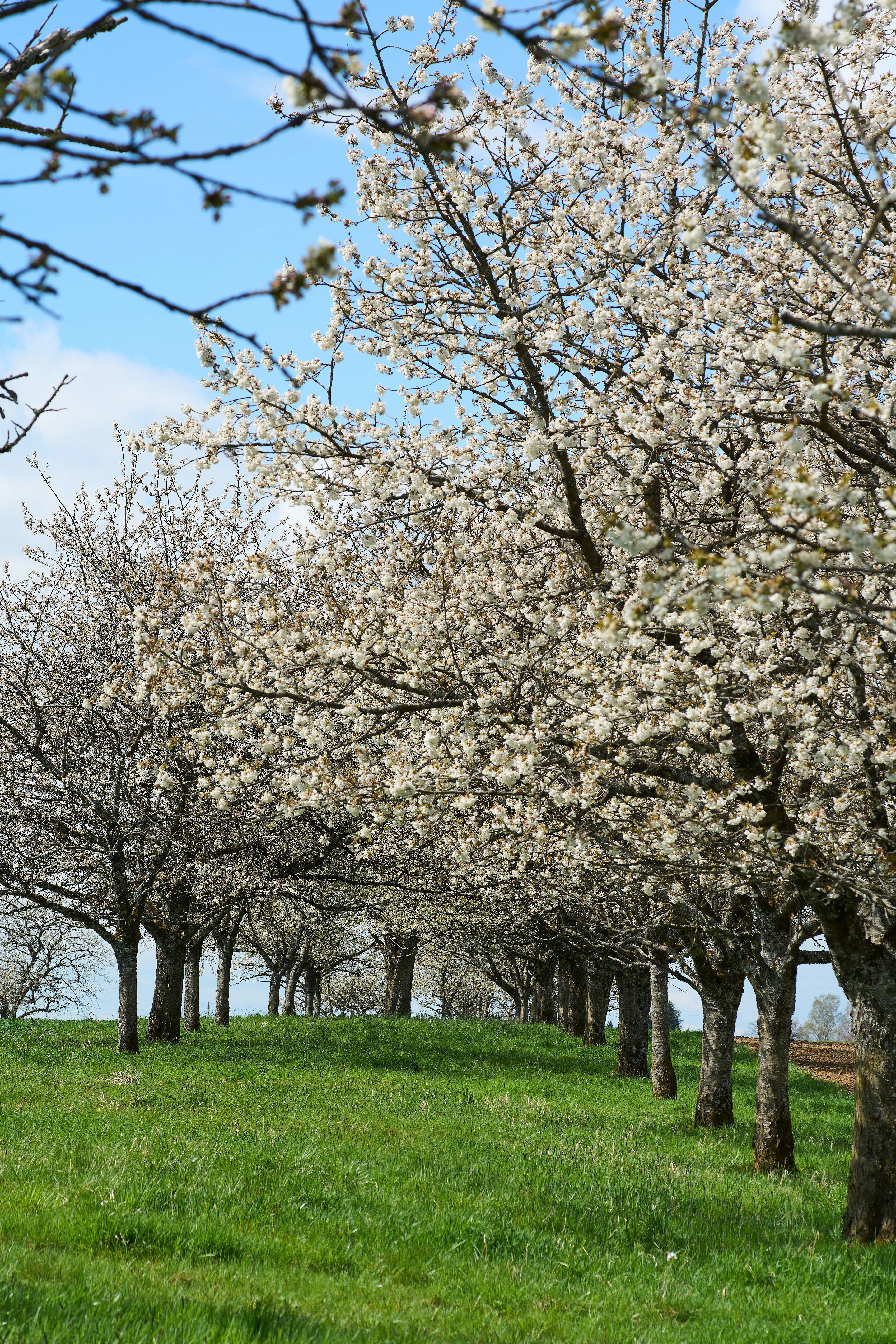 Photo by wolfgang_hasselmann