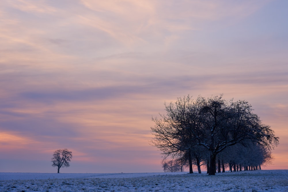 a couple of trees that are standing in the snow