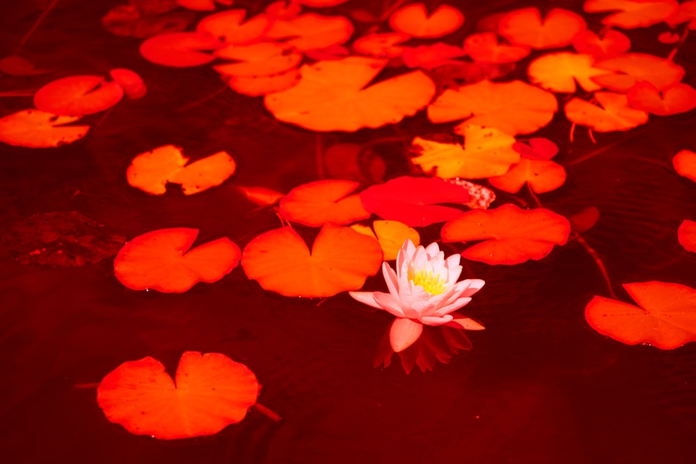 a white and yellow flower in a pond of water lilies