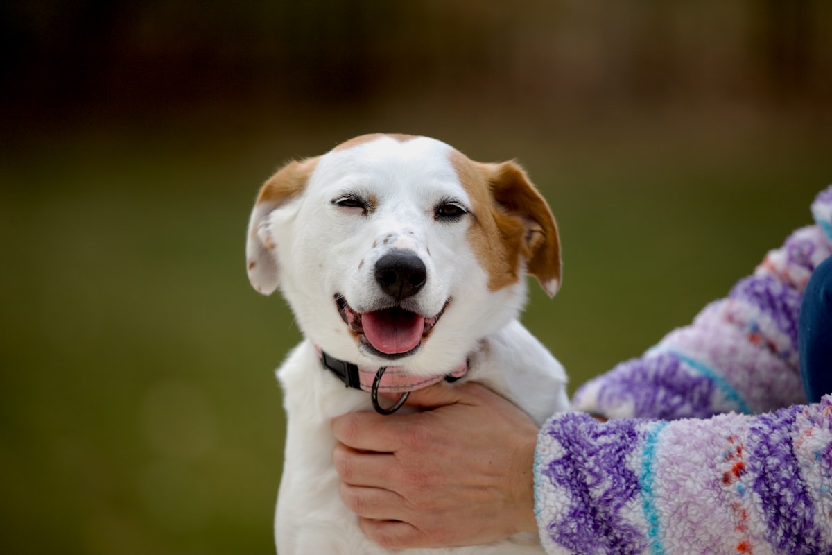 A well-trained dog sitting calmly outdoors