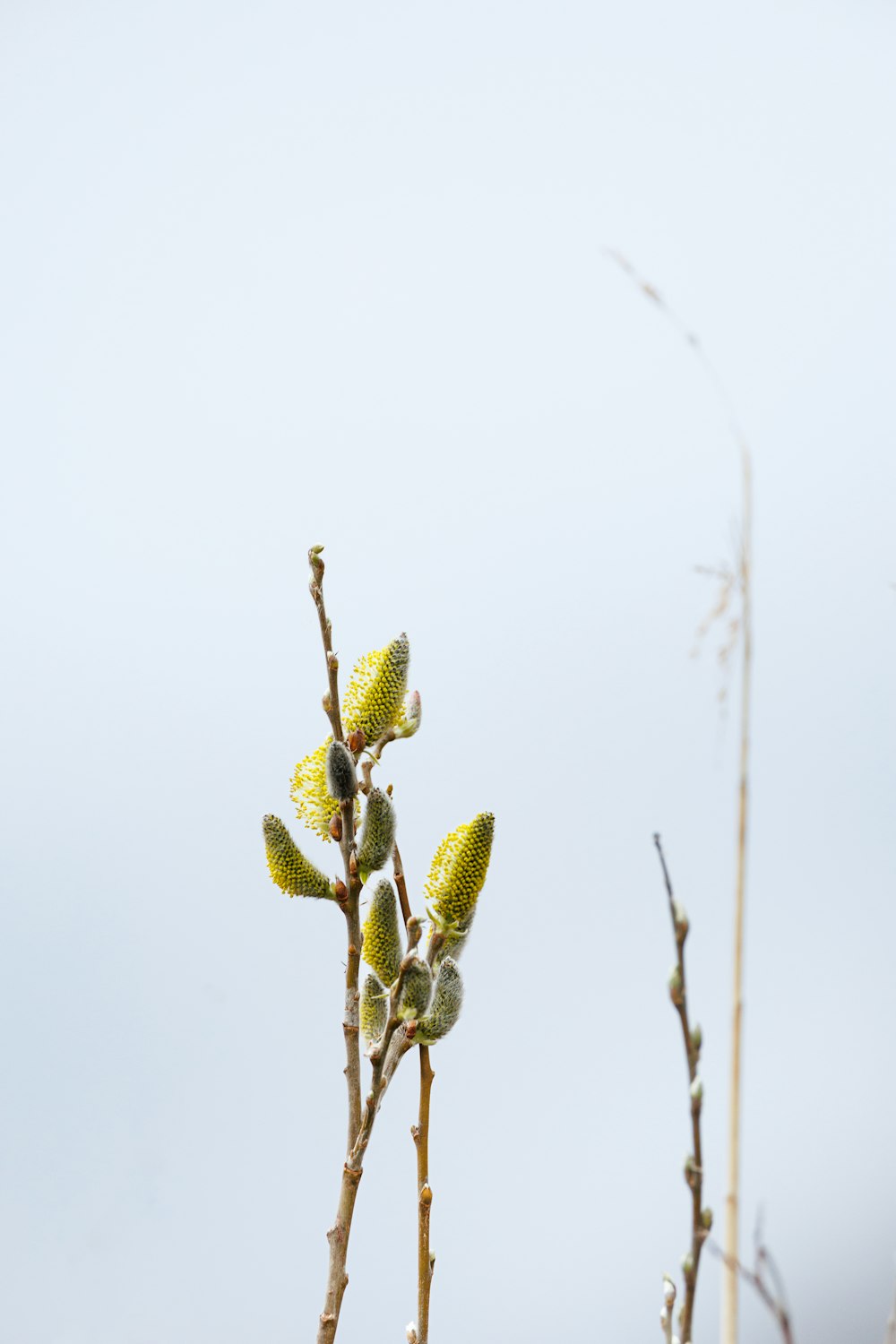 ein Ast mit ein paar Knospen dran