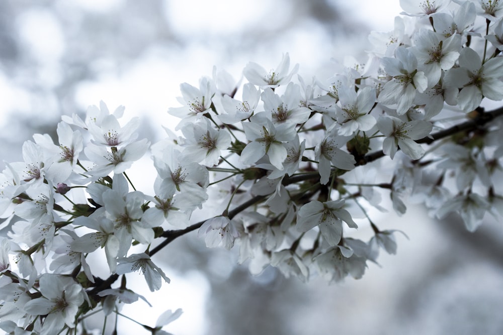 a branch of a tree with white flowers