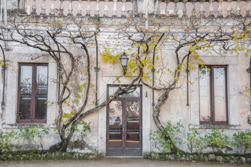 a building with vines growing on the side of it