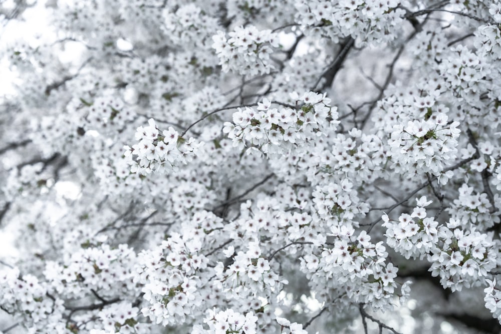 a close up of a tree with white flowers