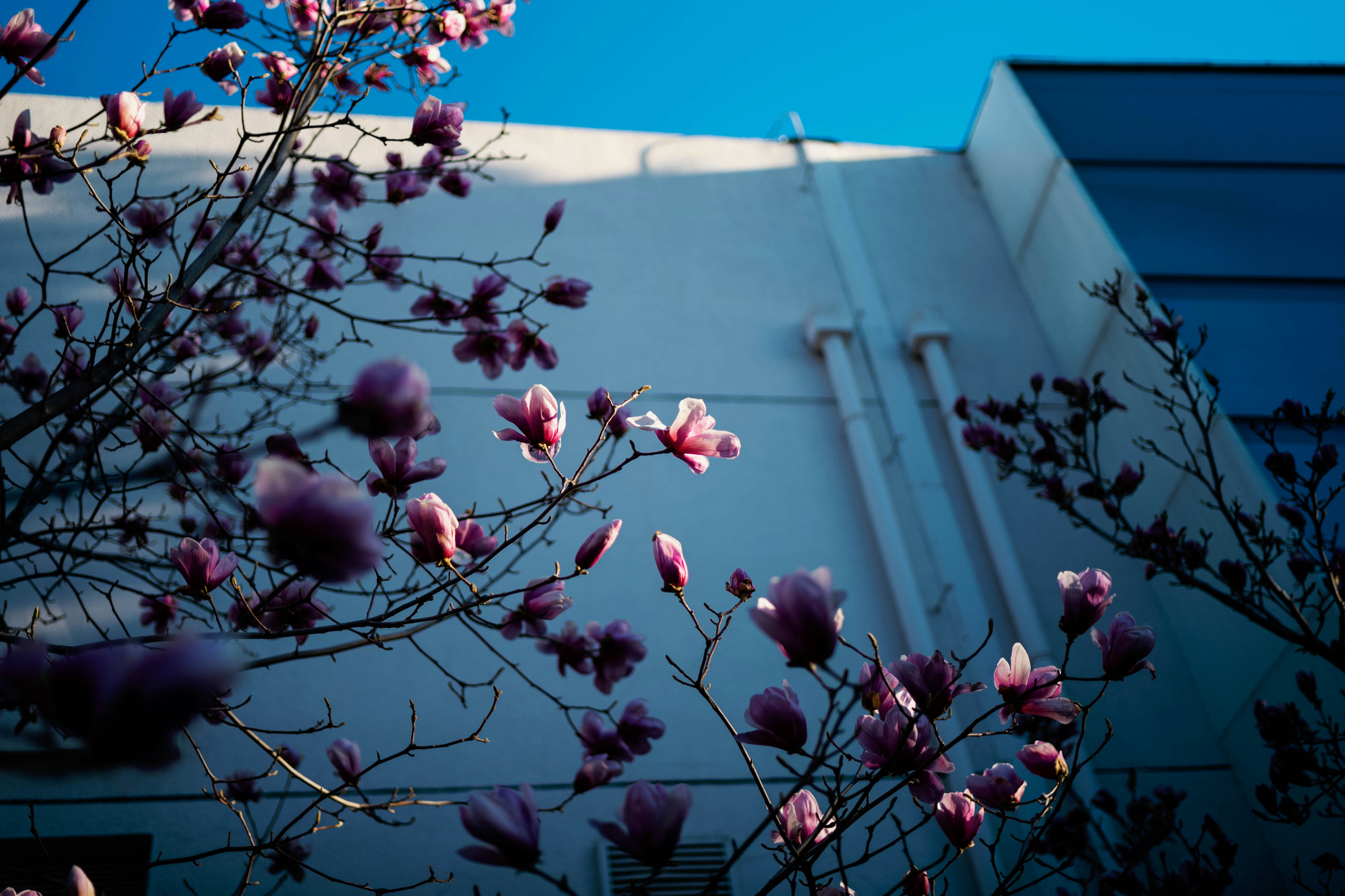 Photo by tommaomaoer