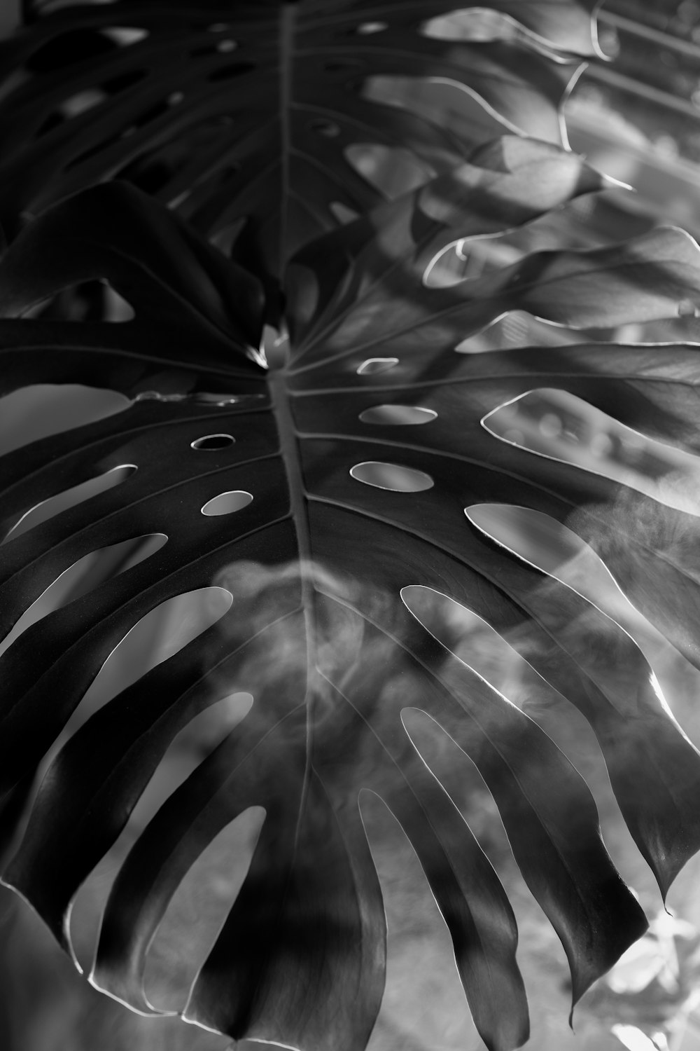 a black and white photo of a large leaf