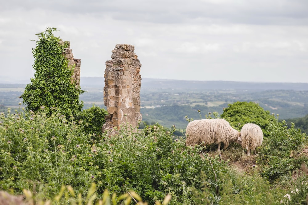 a couple of sheep standing on top of a lush green hillside