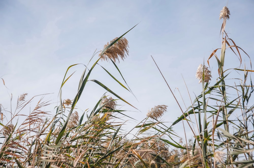 a field of tall grass with sky in the background