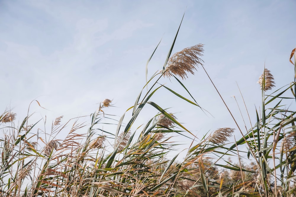 un champ d’herbes hautes avec un ciel en arrière-plan