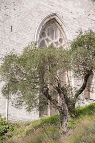 a tree in front of a stone building