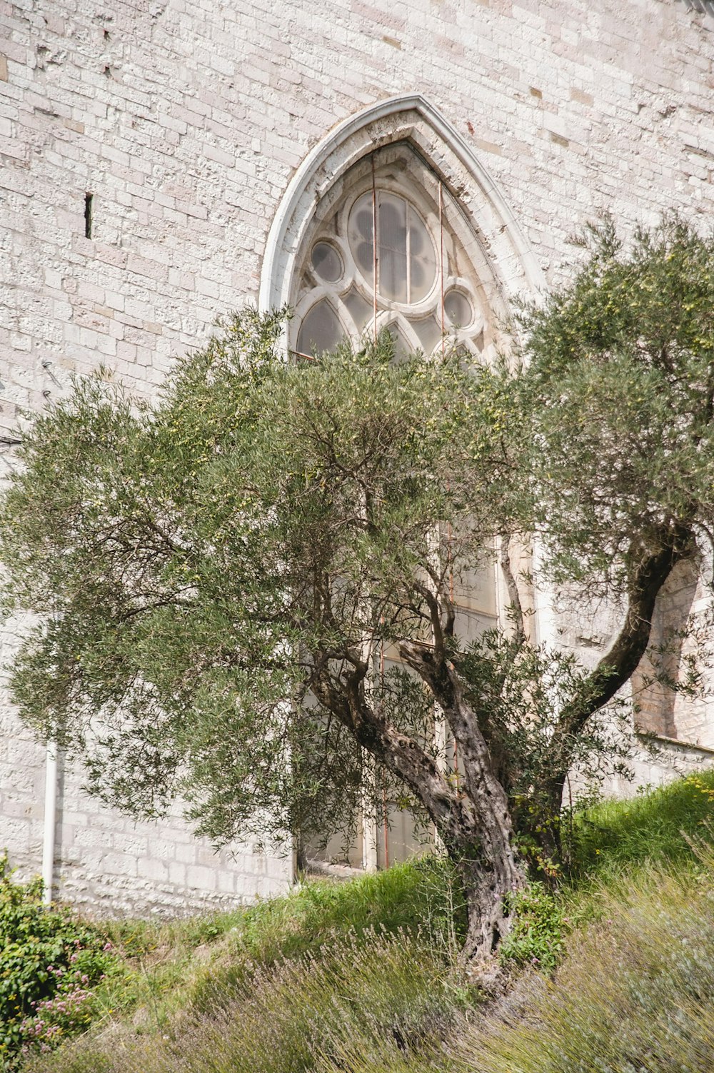 a tree in front of a stone building