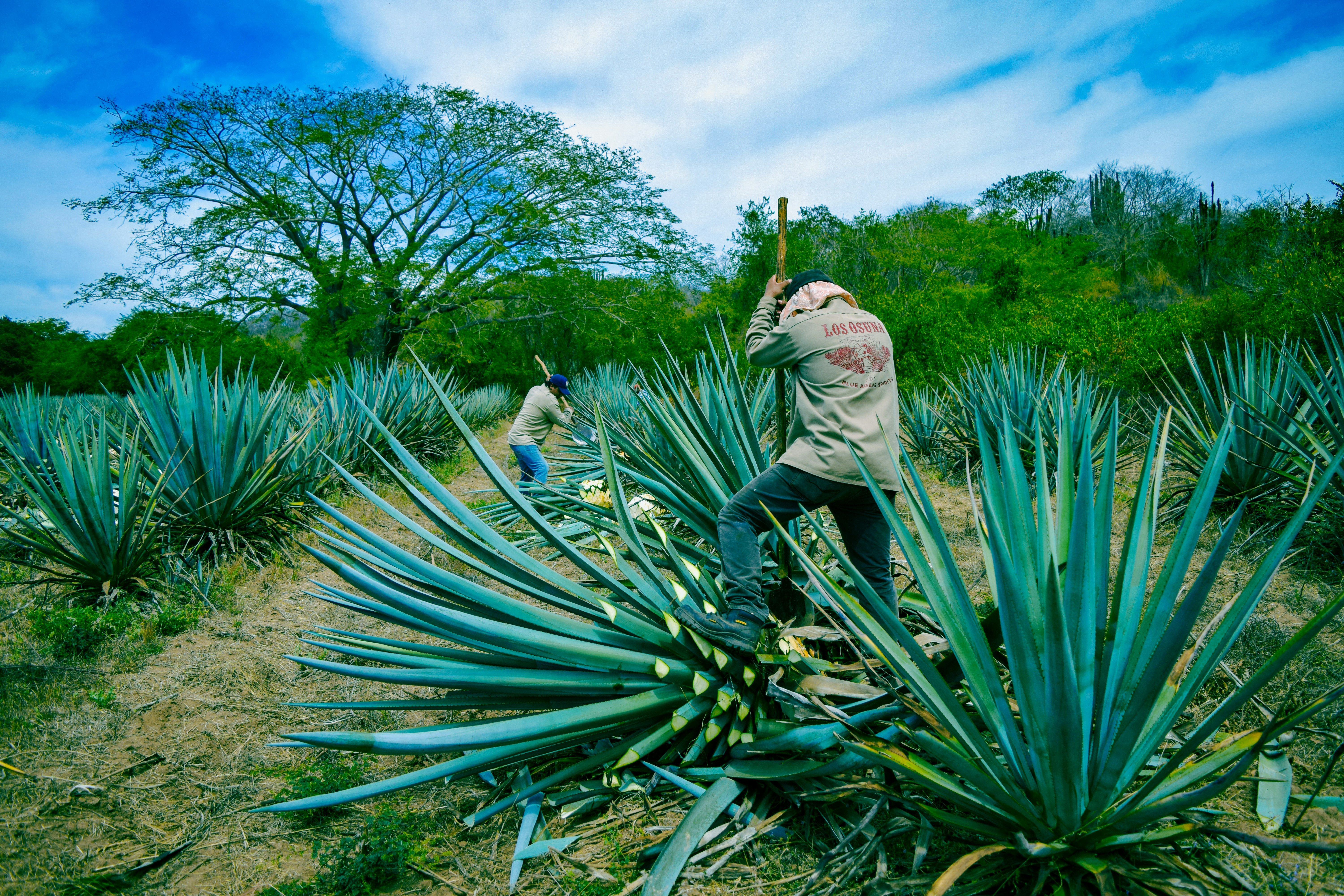 Plantación de agave 9