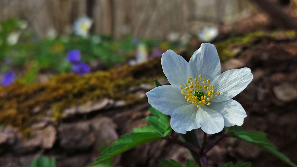 a close up of a flower near a fence