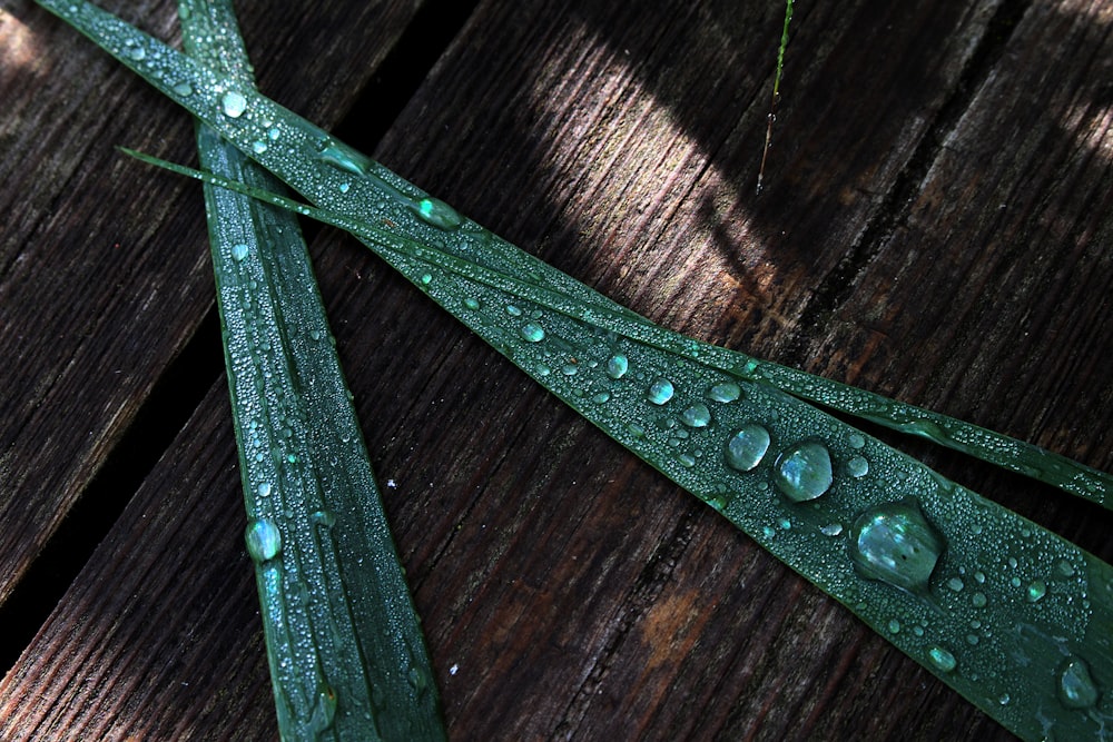 a close up of water droplets on a leaf