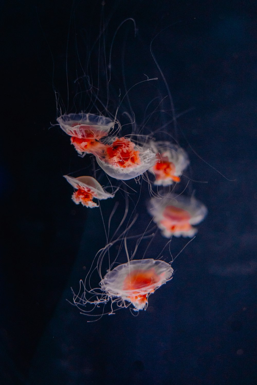 a group of jellyfish swimming in a tank