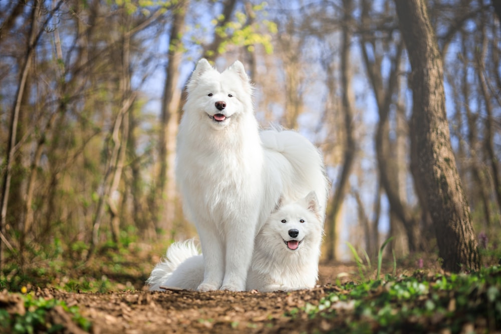 a white dog standing next to a white dog in a forest