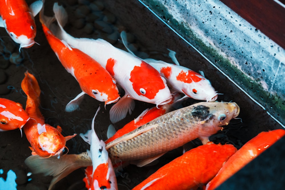 Eine Gruppe orangefarbener und weißer Koi-Fische in einem Teich