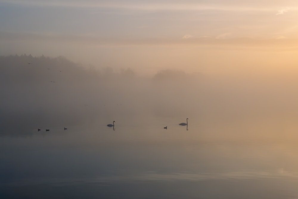 a group of ducks floating on top of a lake