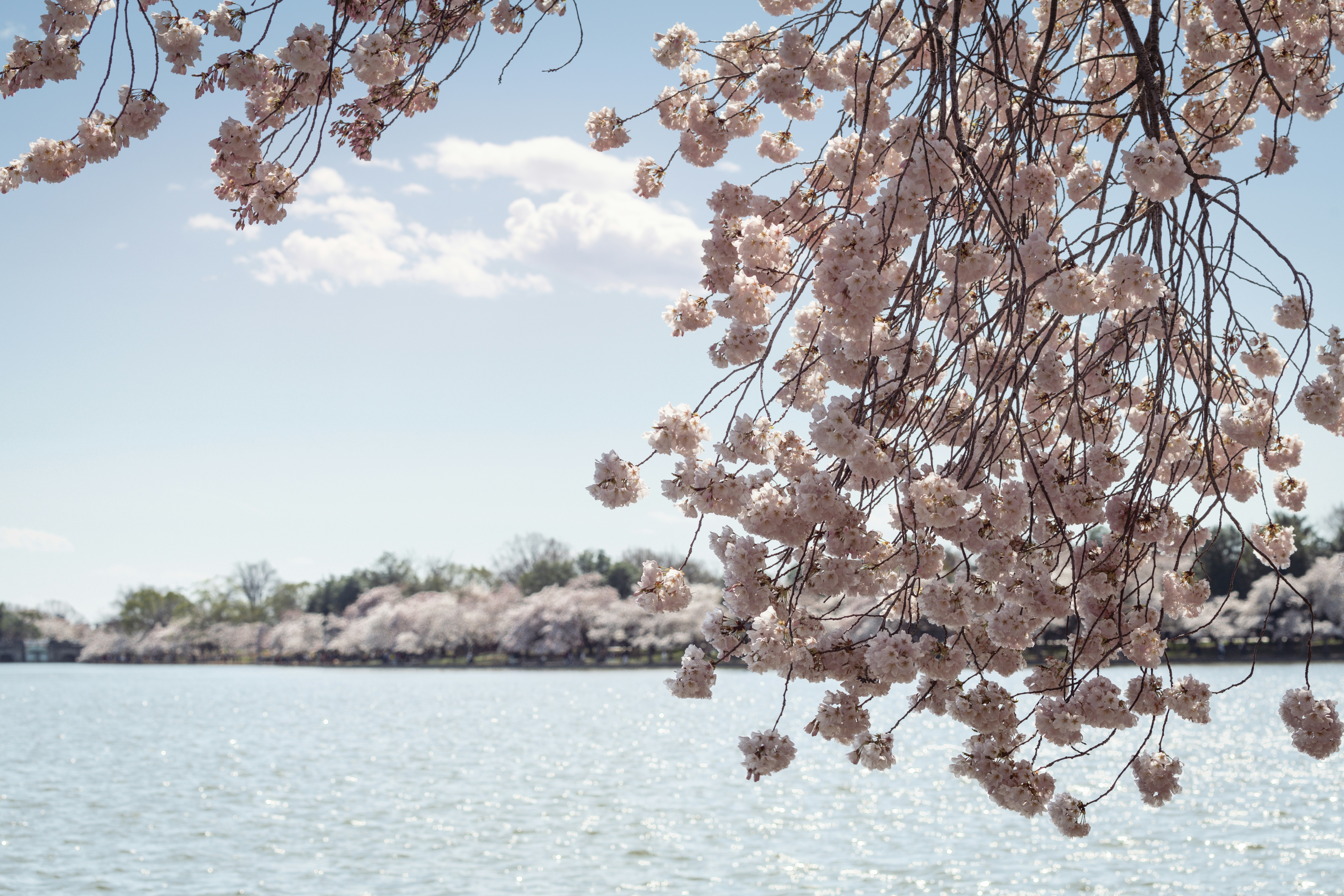 Cherry blossoms over a lake with a bright blue sky. photo
