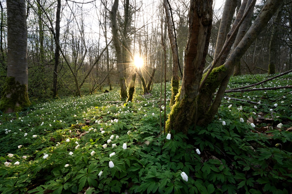 the sun shines through the trees in the woods