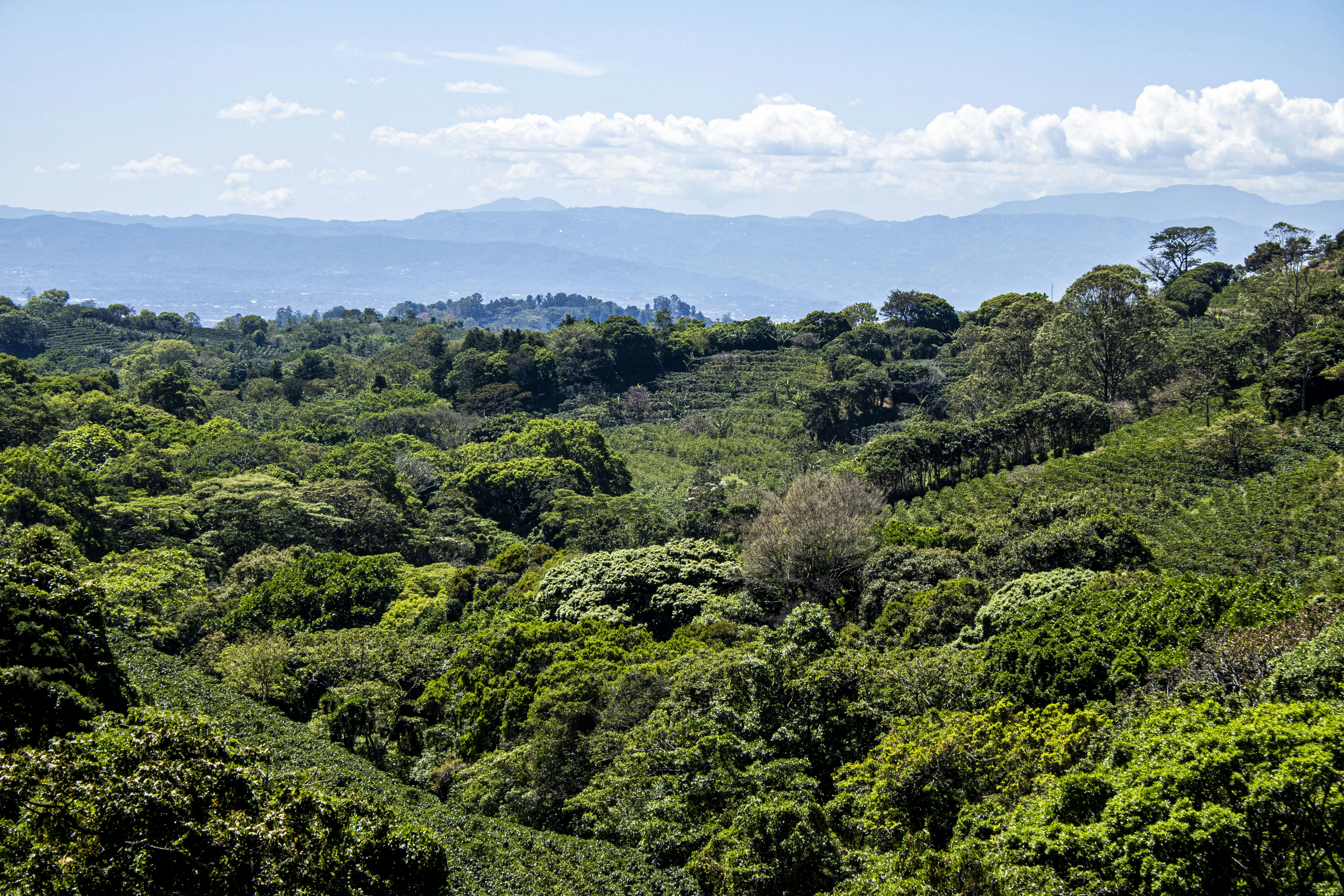 a lush green forest filled with lots of trees