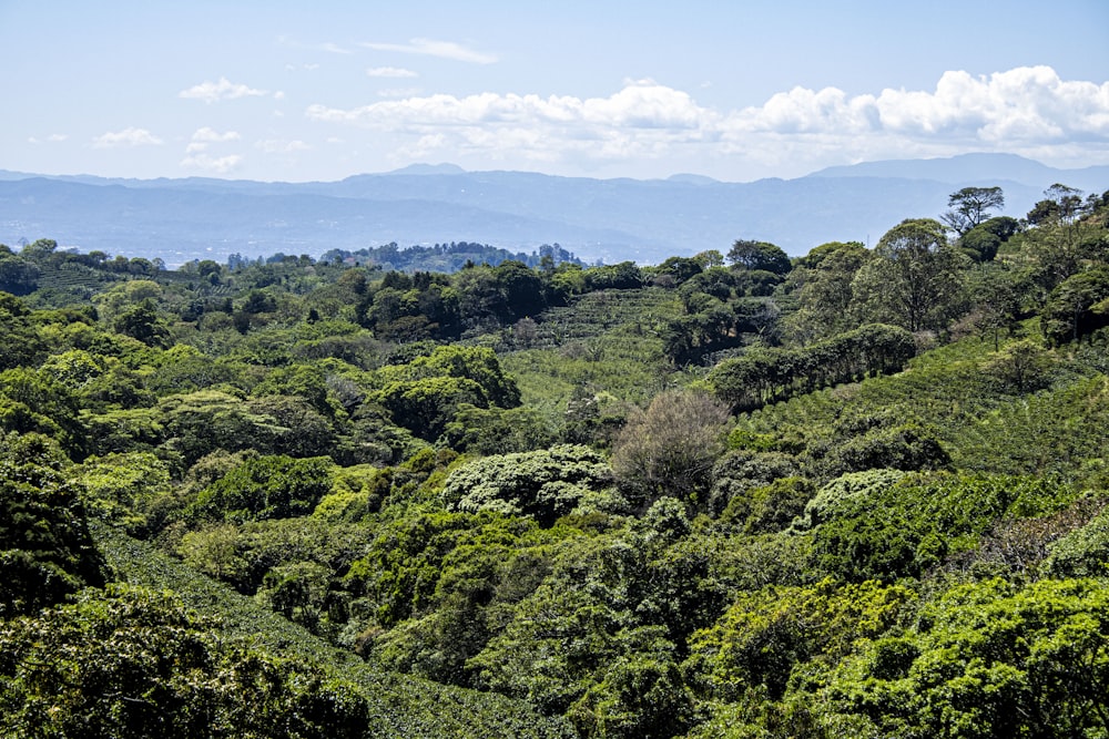 a lush green forest filled with lots of trees