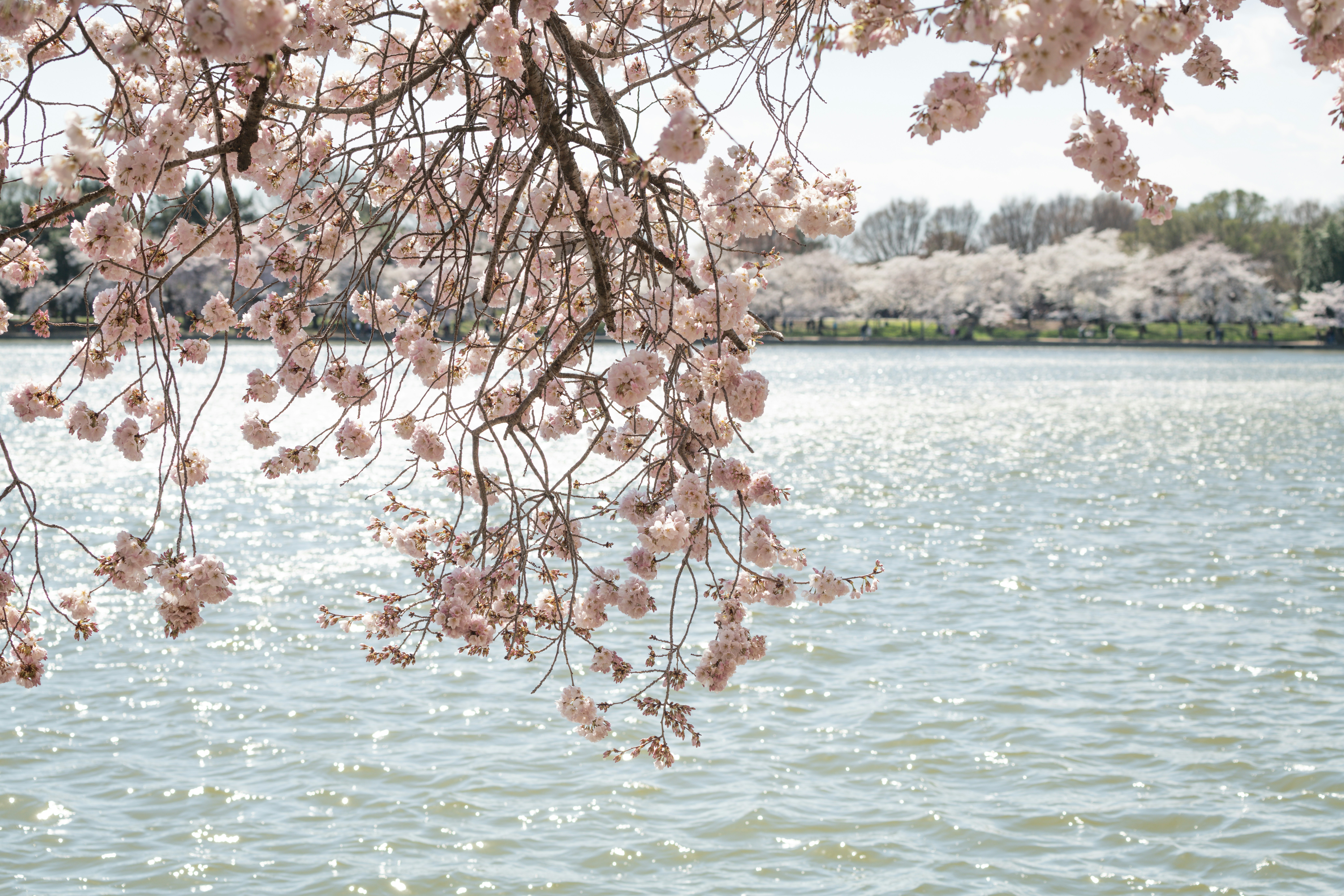 Photo by sriniunsplash