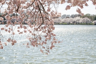a large body of water filled with lots of pink flowers