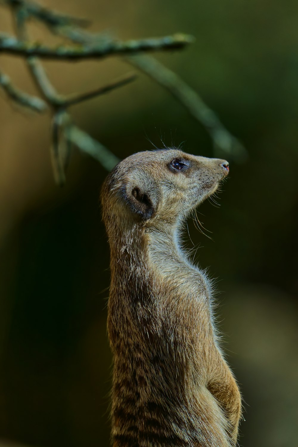 a meerkat standing on its hind legs looking up