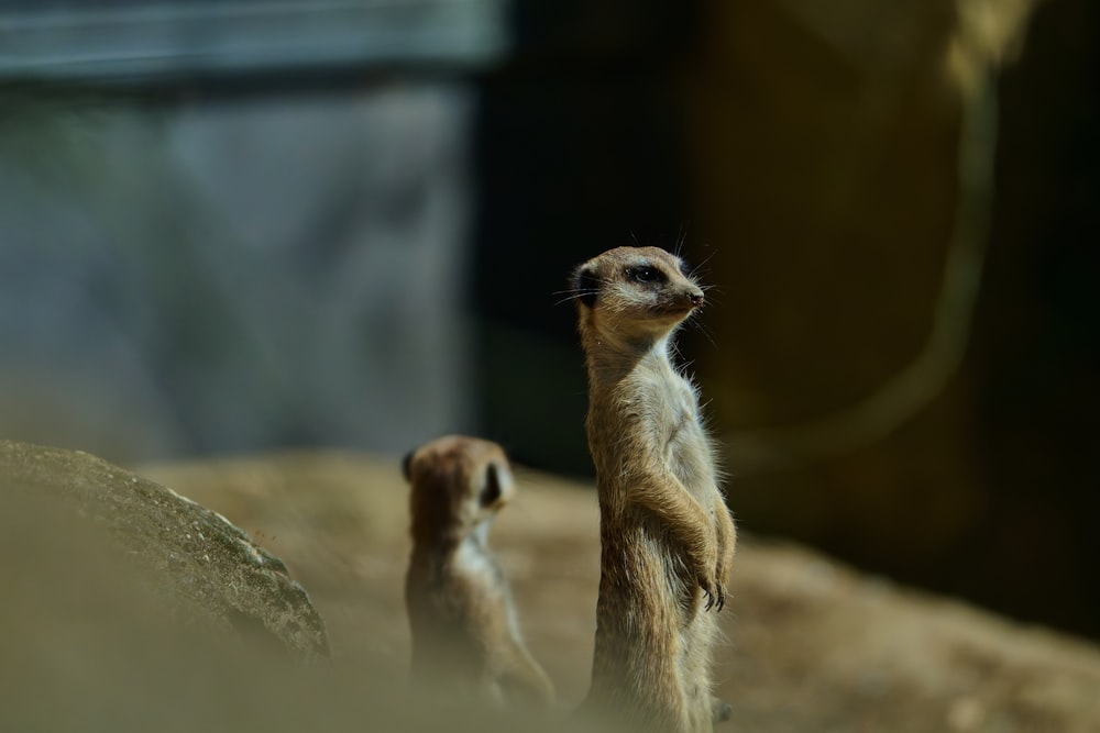 two small meerkats standing next to each other