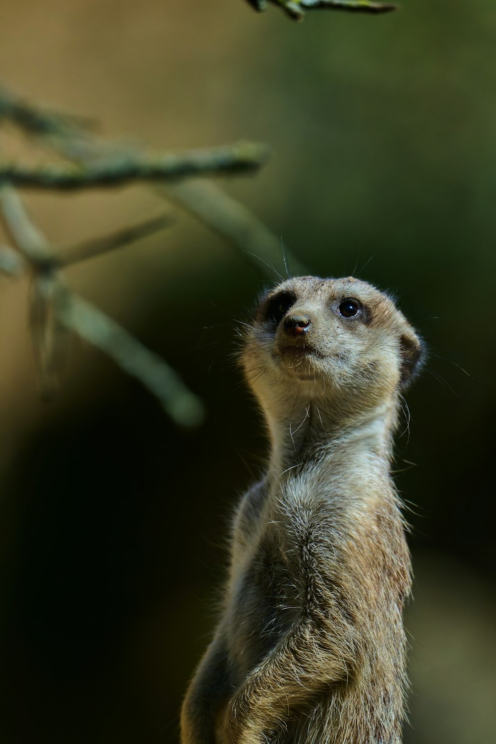 a small meerkat standing on its hind legs