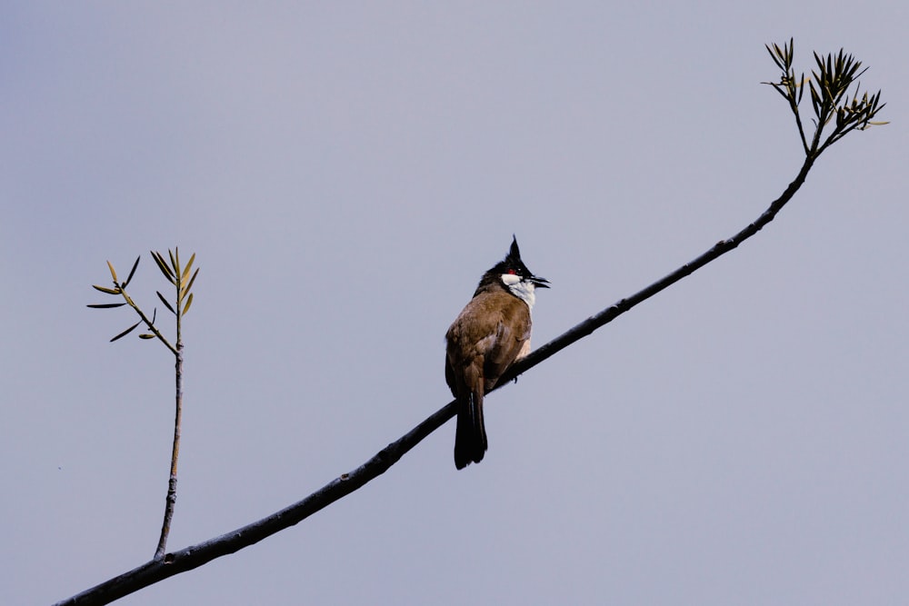 a bird sitting on top of a tree branch