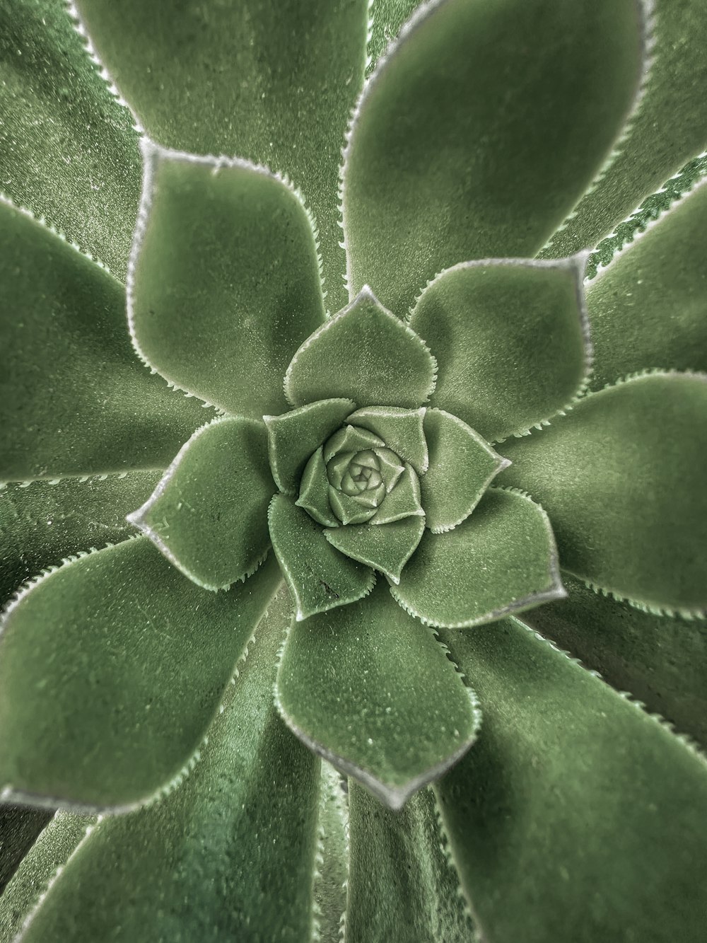 a close up of a green plant with leaves