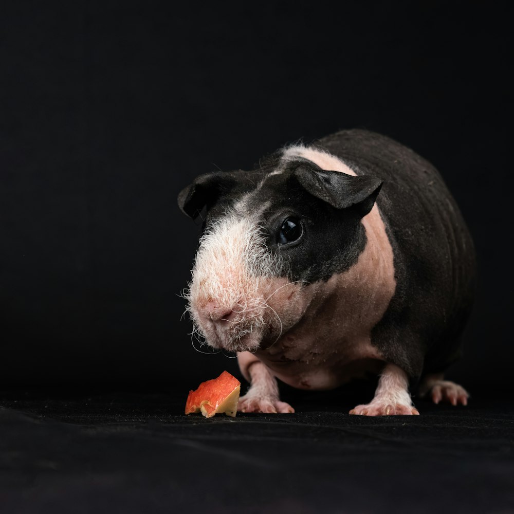 Un pequeño cerdo blanco y negro comiendo una pieza de fruta