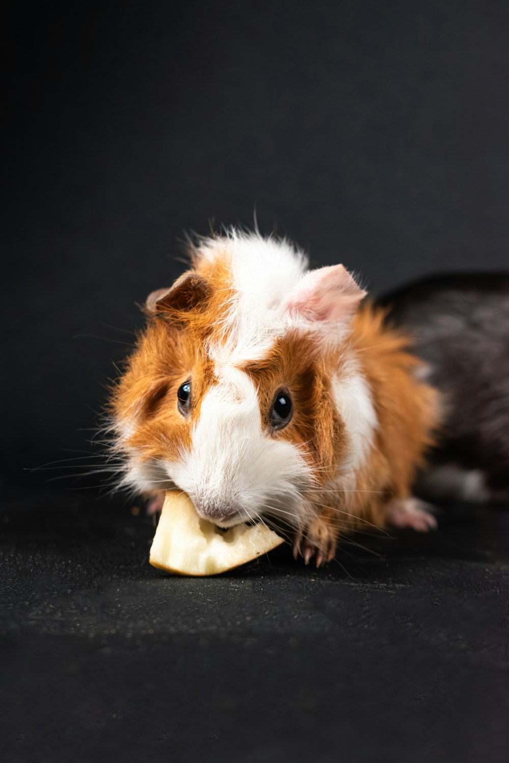 a brown and white guinea pig eating a banana