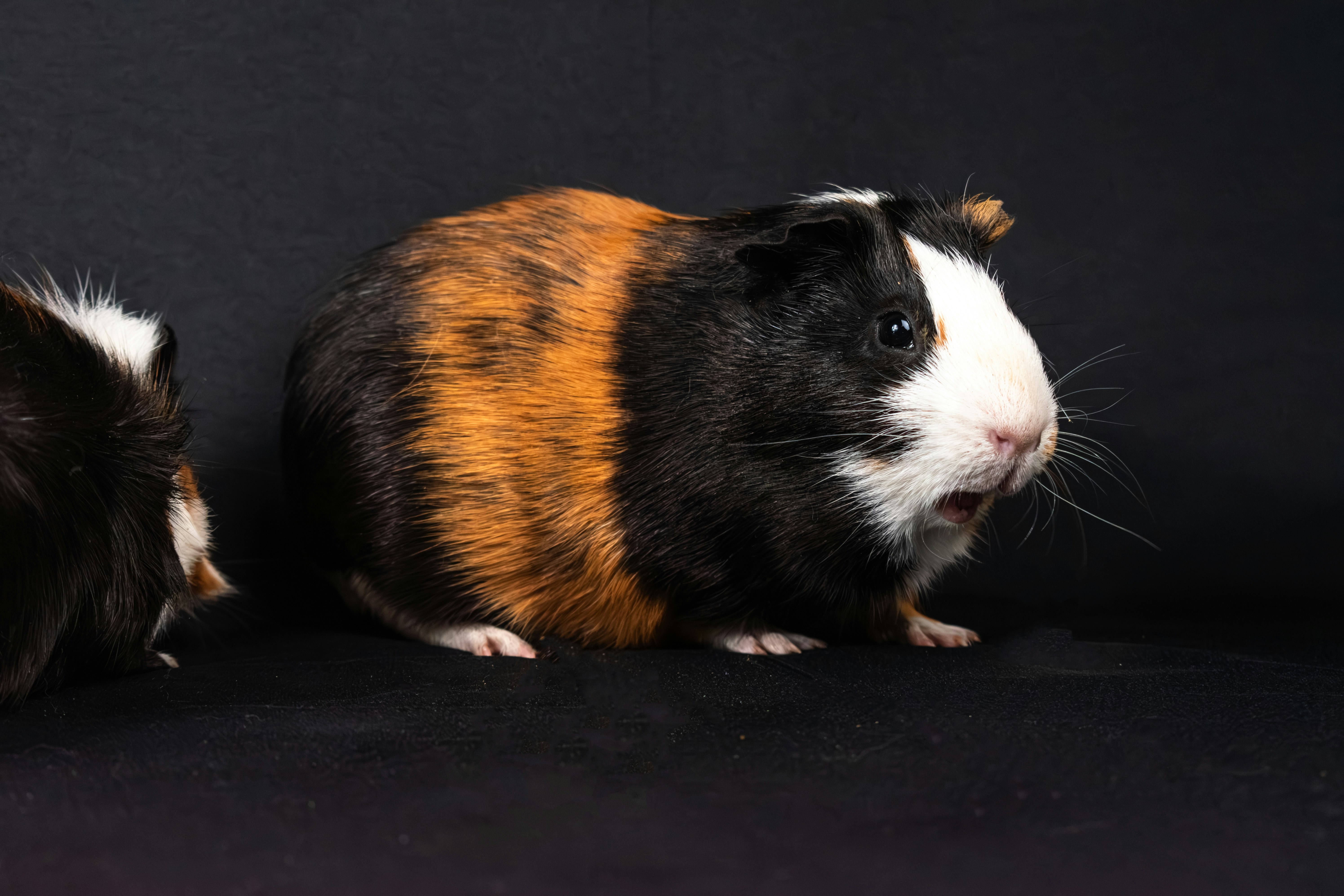 mammal