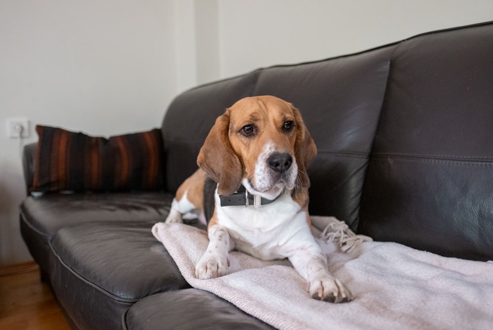 a brown and white dog sitting on a black couch