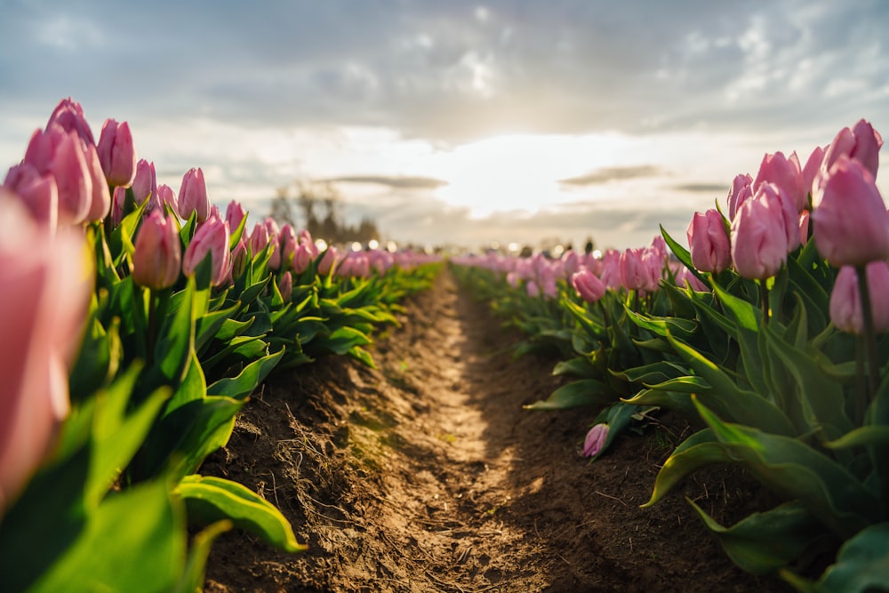 a field of pink tulips with the sun in the background