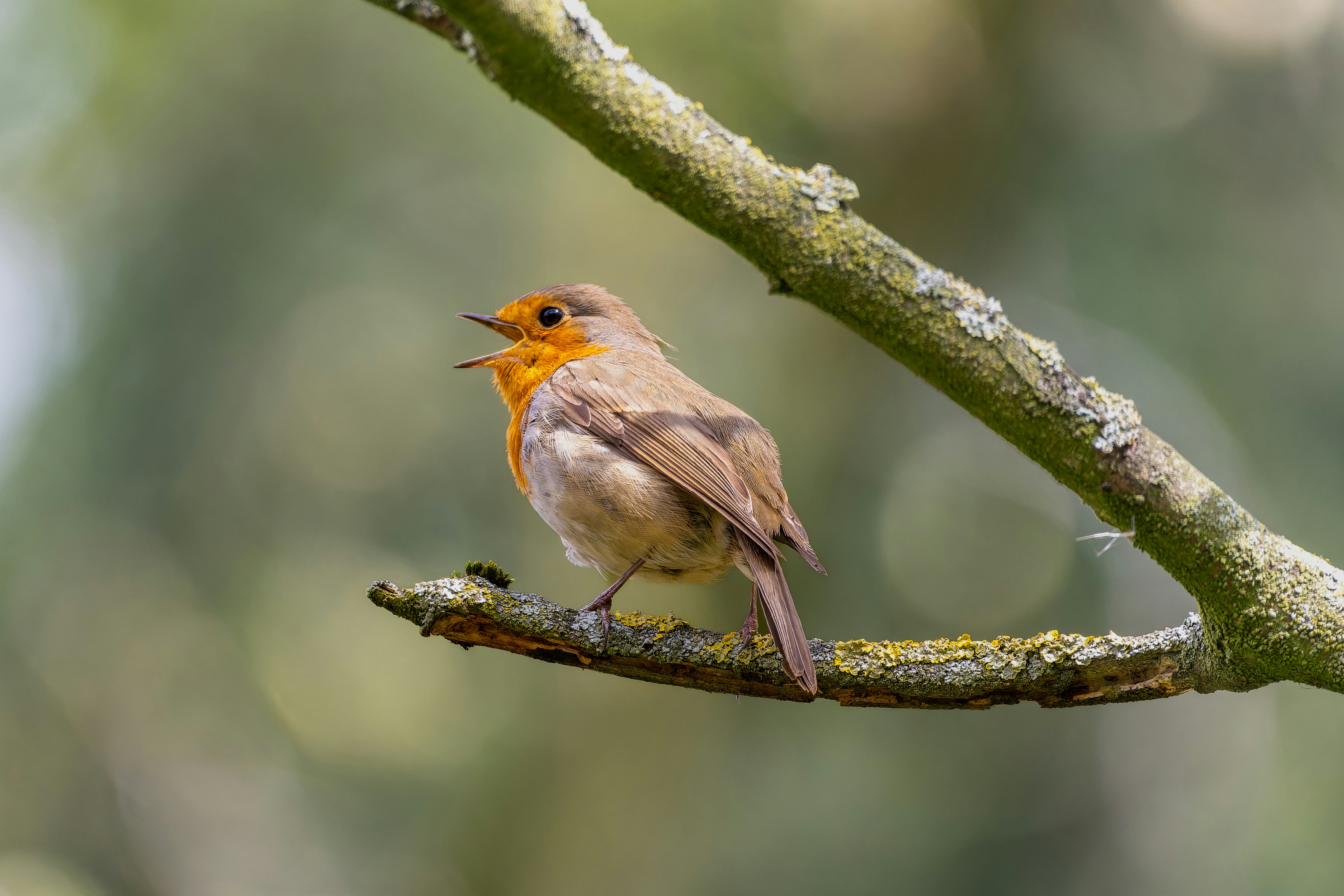 Photo by siegfriedpoepperl