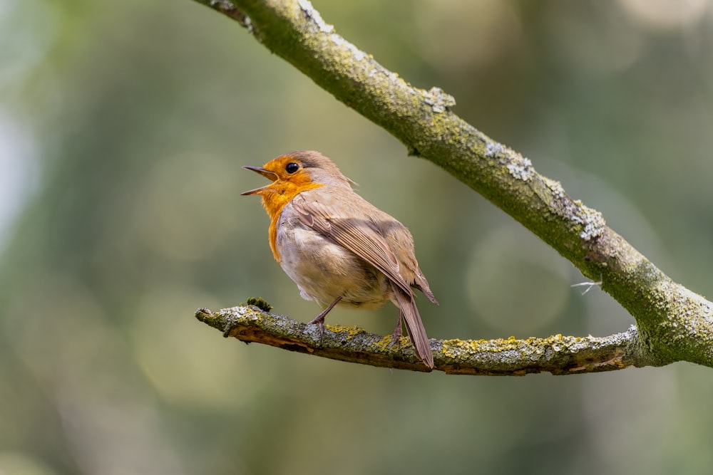 a small bird perched on a tree branch